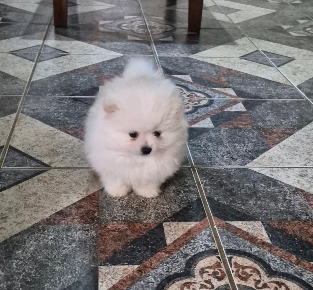 Lulu da Pomerânia! - Foto 2