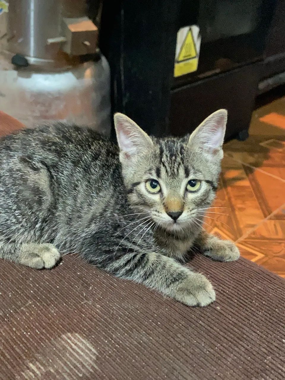 Doação de gatinhas 2 fêmeas a procura de um lar ? - Foto 3