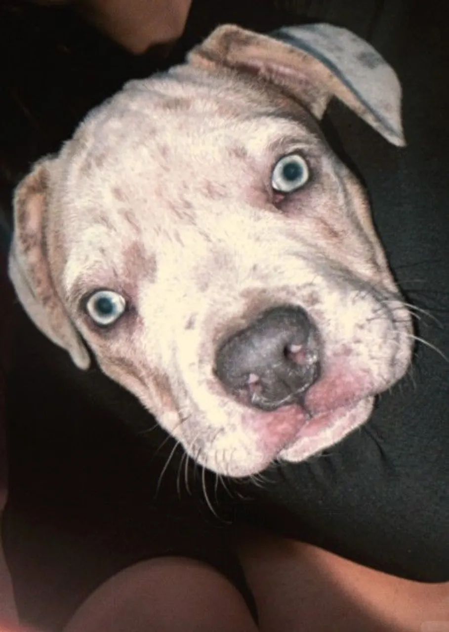American Bully 