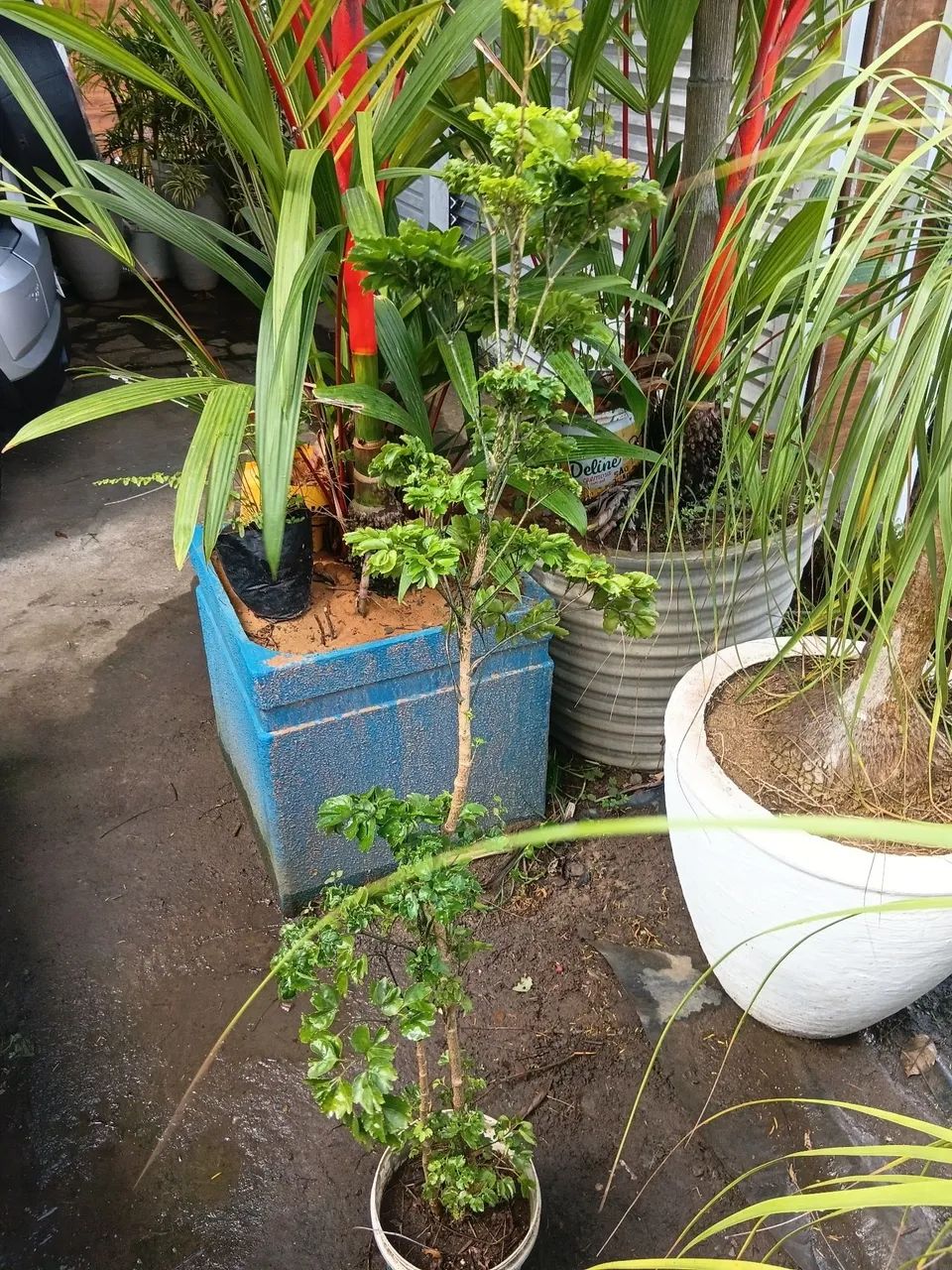 Vende-se 5 patas de elefante  - Foto 4