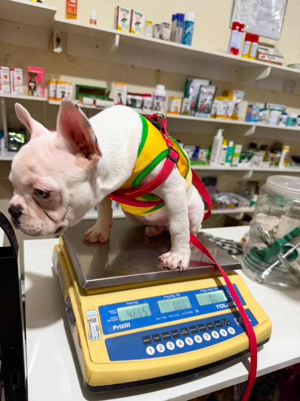 Bulldog Francês fêmea 3 meses vacina V8 importada e vermífugo em dias  - Foto 6