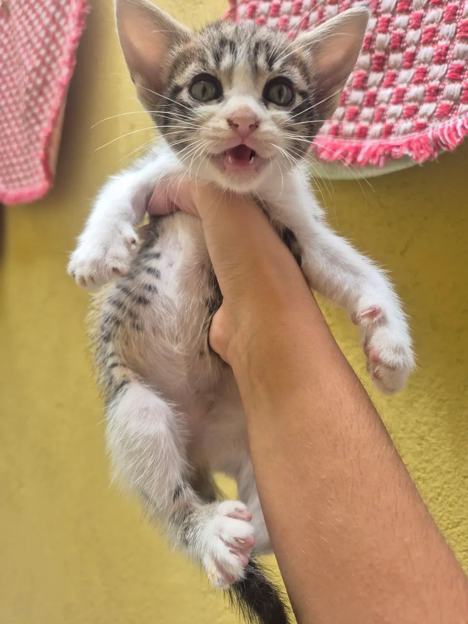 GATINHOS ADOÇÃO - Foto 5