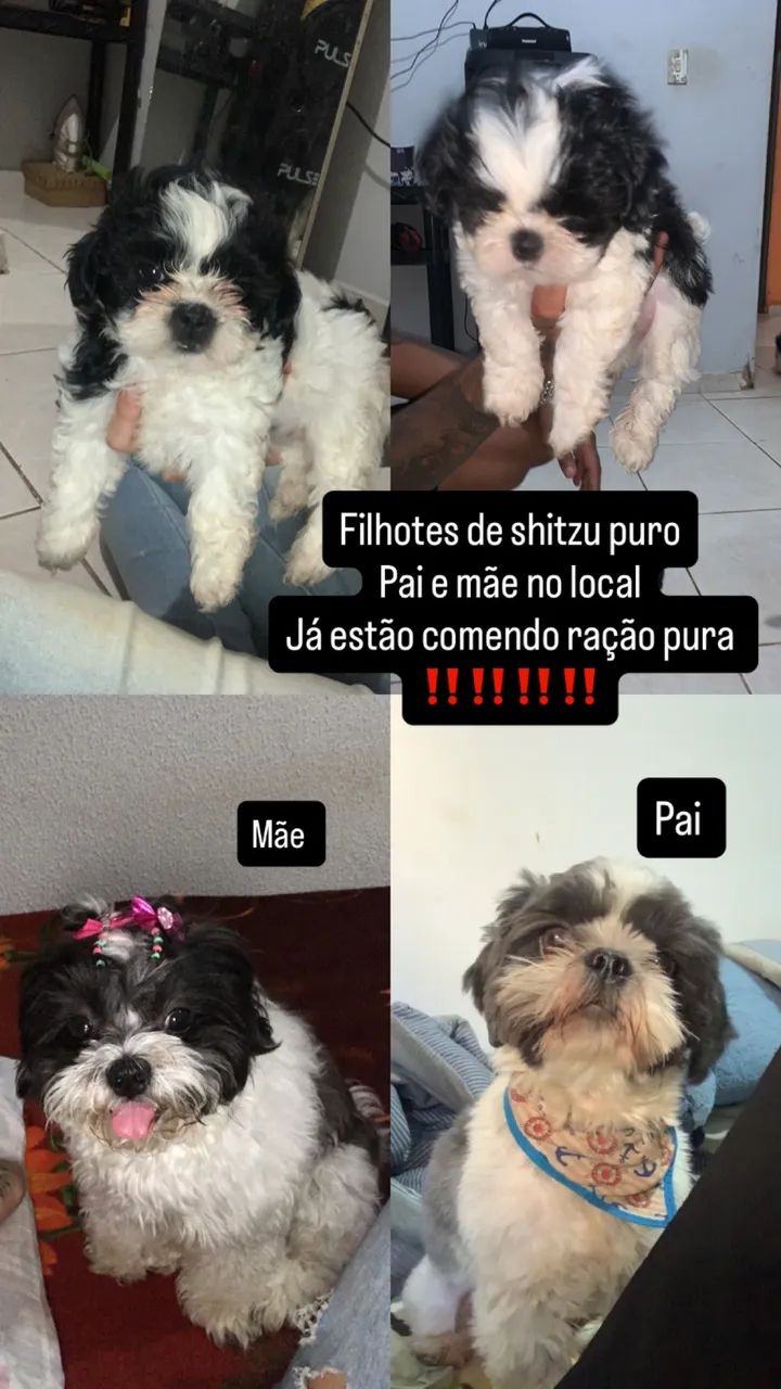 Shitzu filhote 