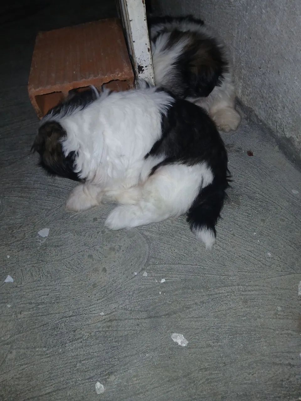 Shih-Tzu Fêmea apenas 1.100,00 av - Foto 5