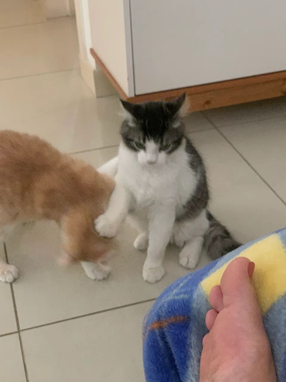 Doa - se lindos gatos (8 meses) - Foto 5