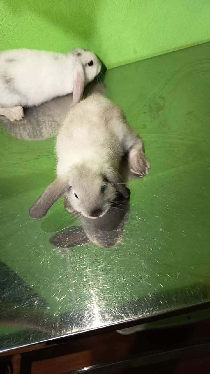 Mini coelhos mini lop - Foto 2