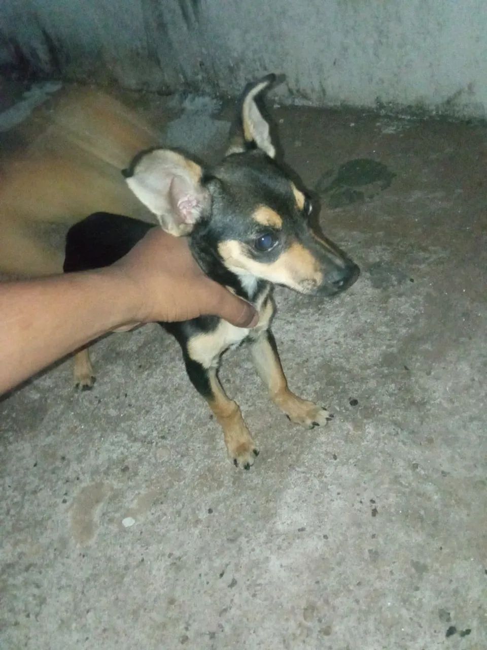 Doacao cachorro macho - Foto 5