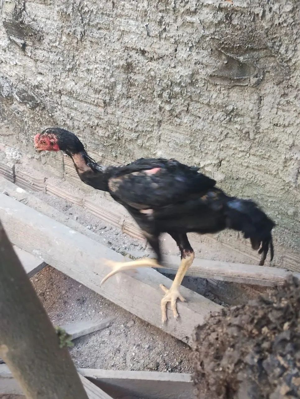 Frango - Foto 3
