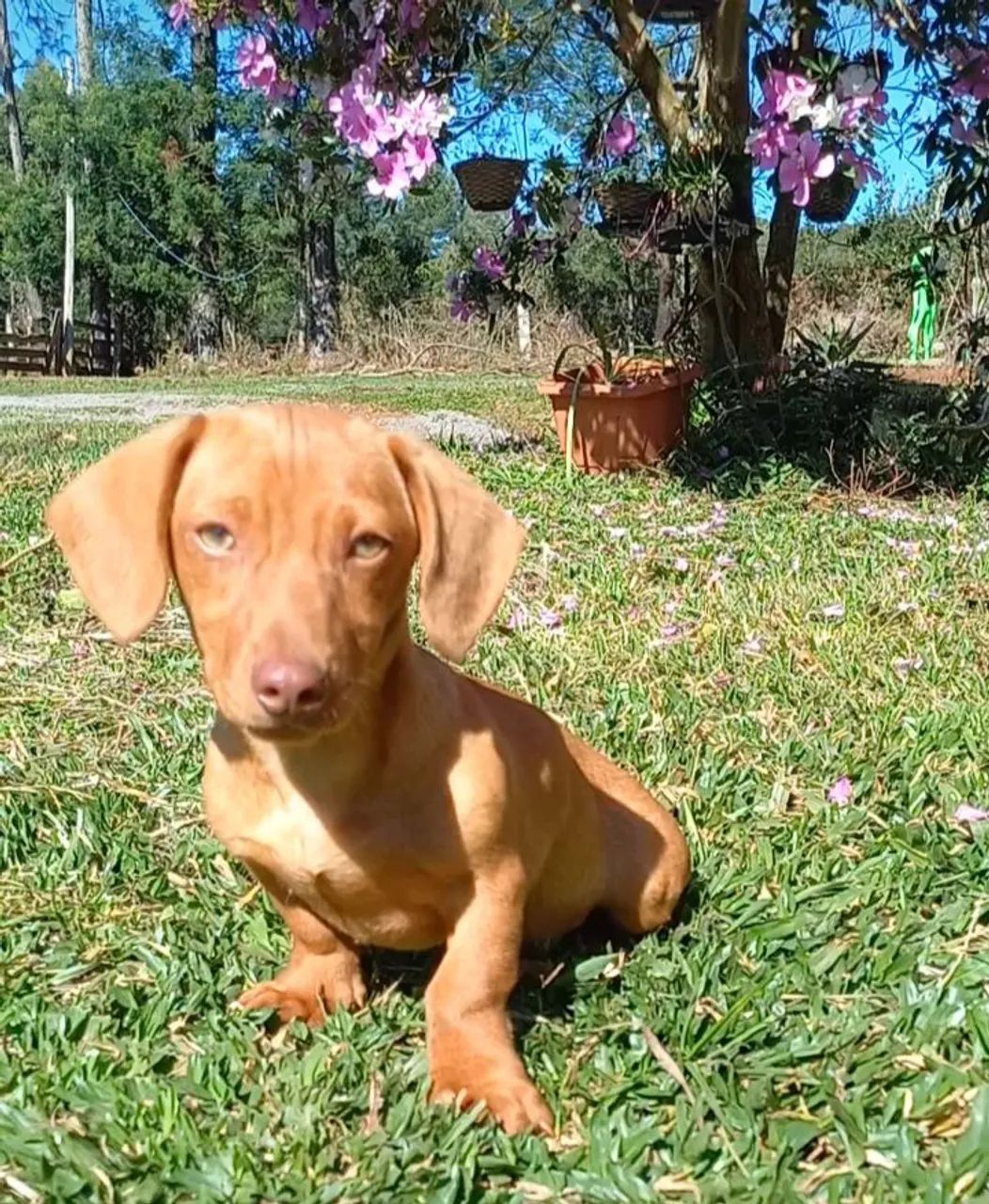 Daschund  - Foto 3