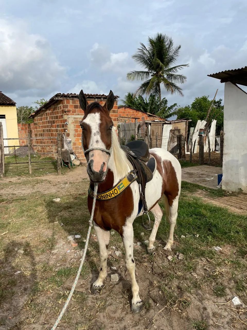 Cavalo  - Foto 2
