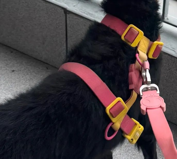 Peitoral H NeoPro Zee.Dog - Tamanho M (rosa/amarelo) - Foto 3