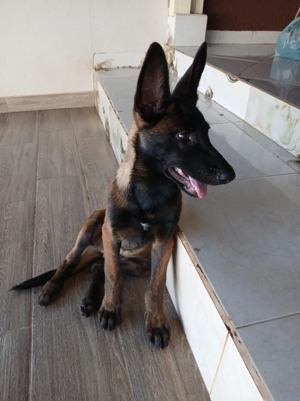 Pastor belga - Foto 5