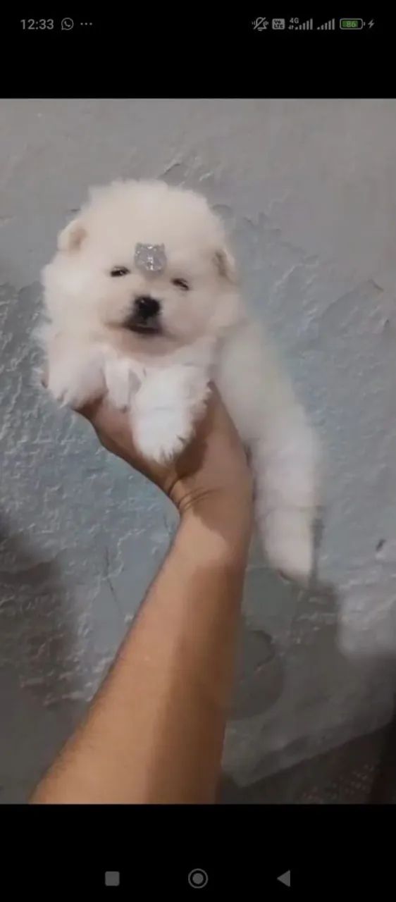 Machinho spitz  - Foto 3