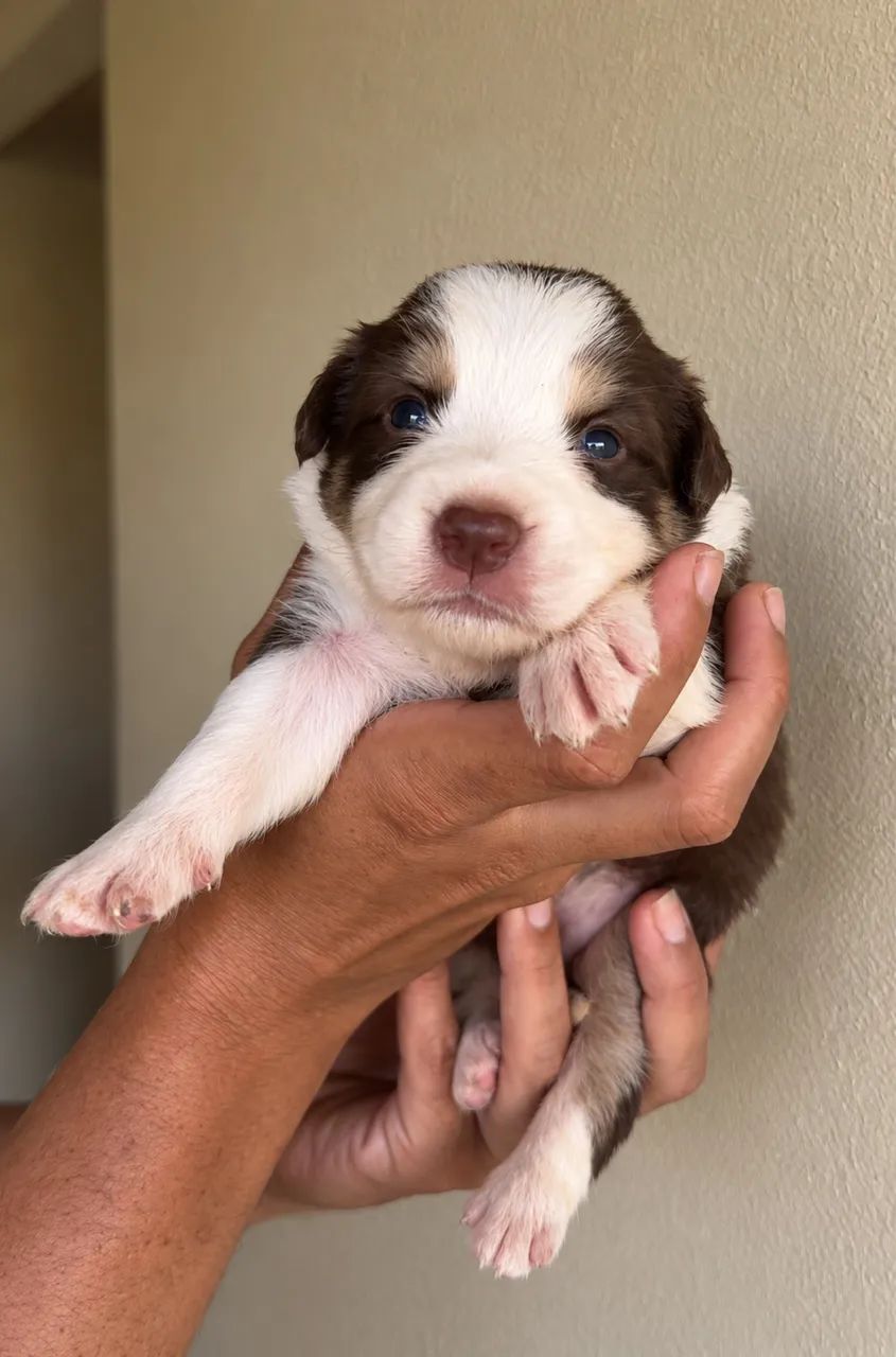 Border Collie