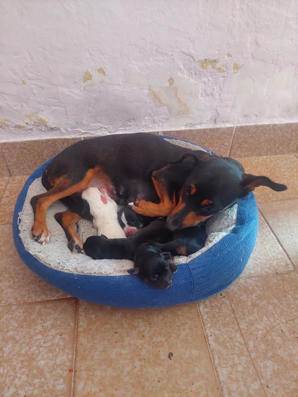 Cachorro Dachshund  canich  - Foto 4