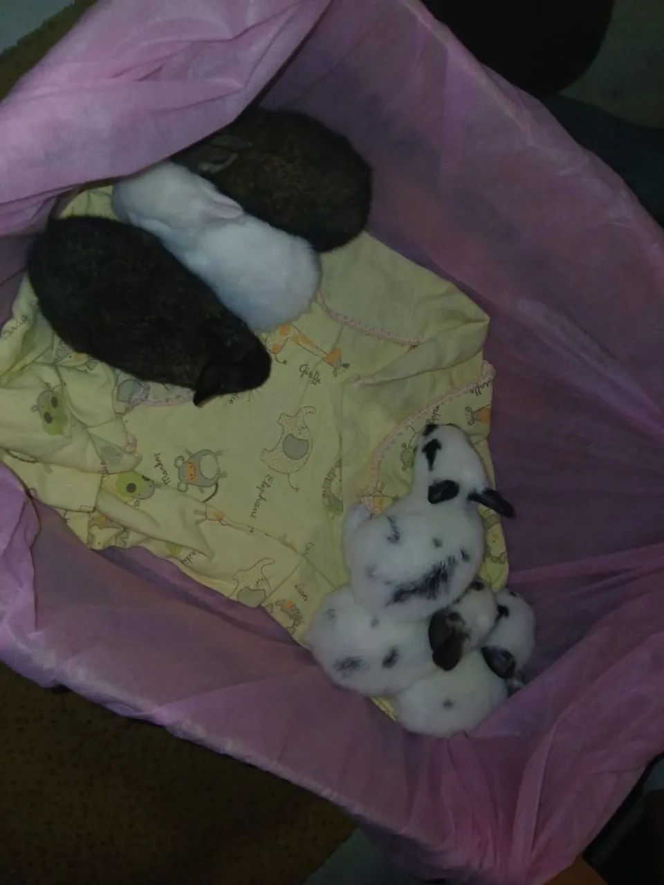 Coelhinhos - Foto 3