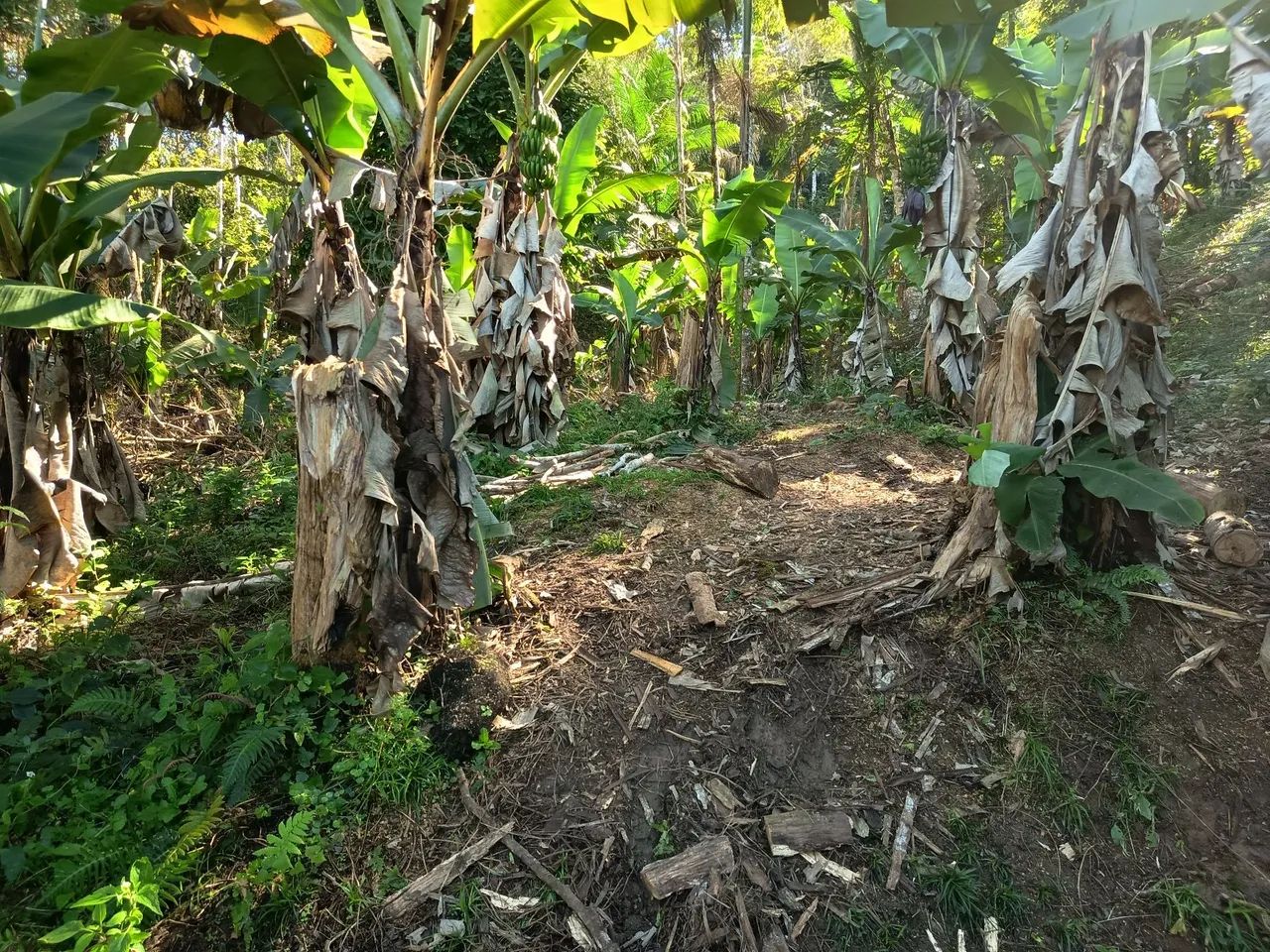 Chácara sem casa Itariri SP - Foto 4