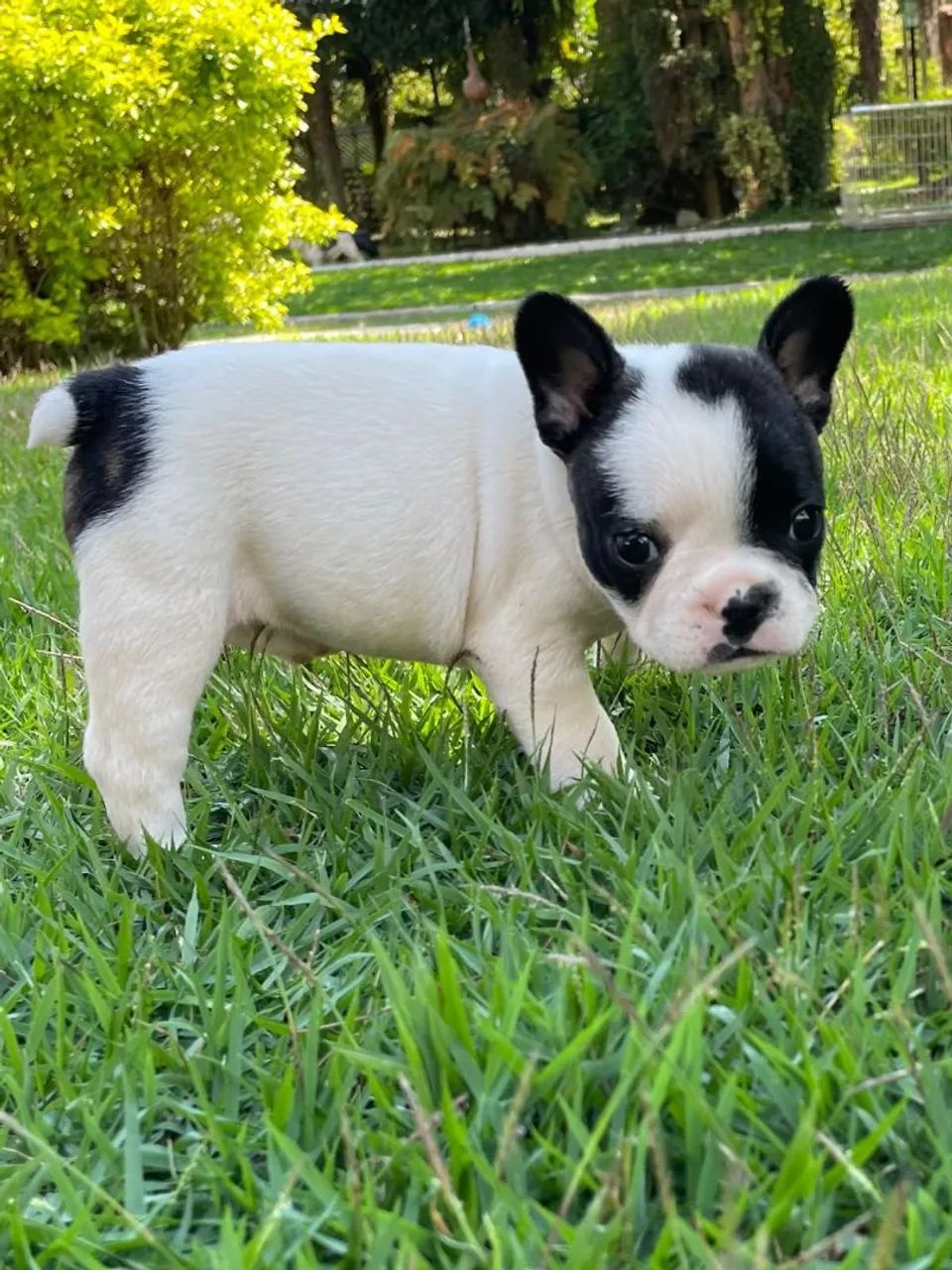 BULLDOG FRANCÊS MACHOS  - Foto 5