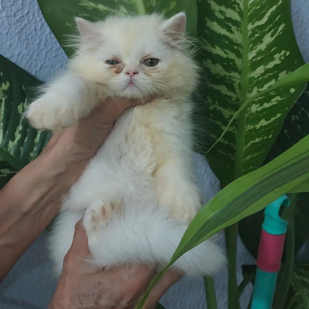 Gata persa fêmea e macho com 50 dias rasa pura  - Foto 3
