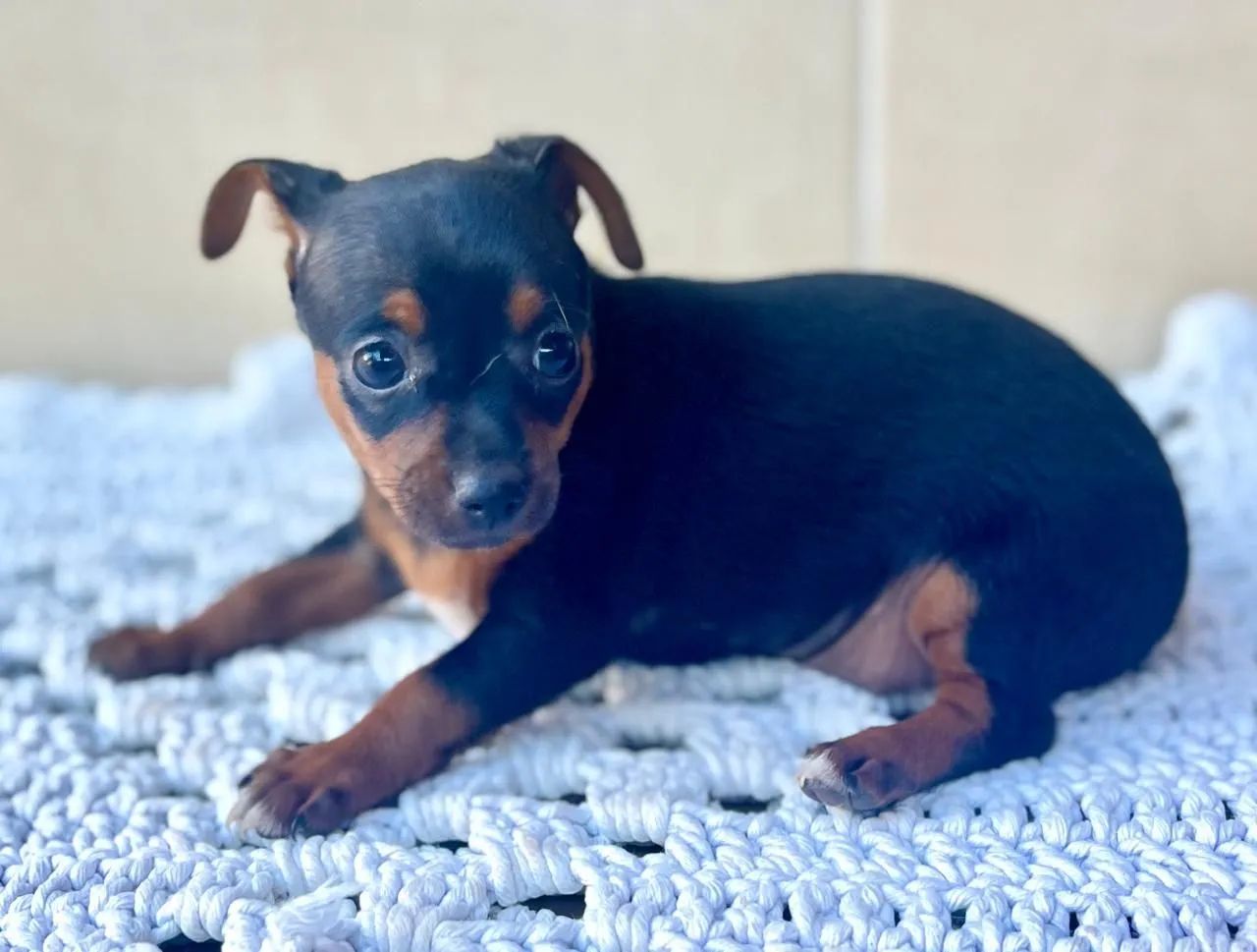 Cachorro Pinscher  número  1 - Foto 2