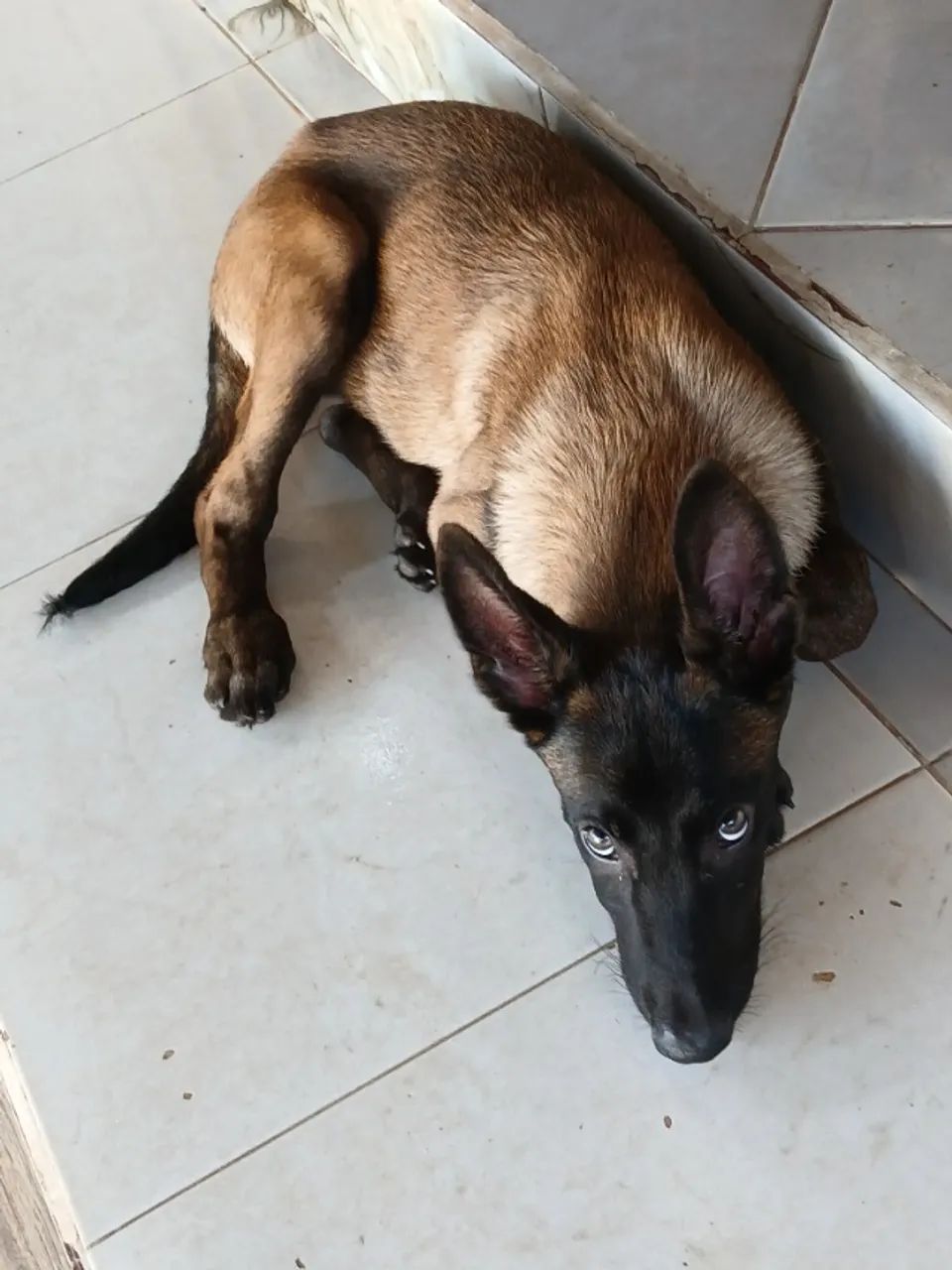 Pastor belga - Foto 3