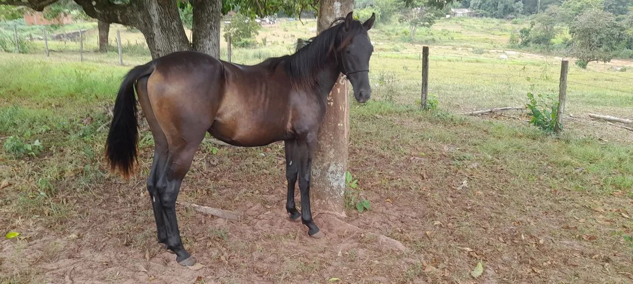 Cavalo potro - Foto 6