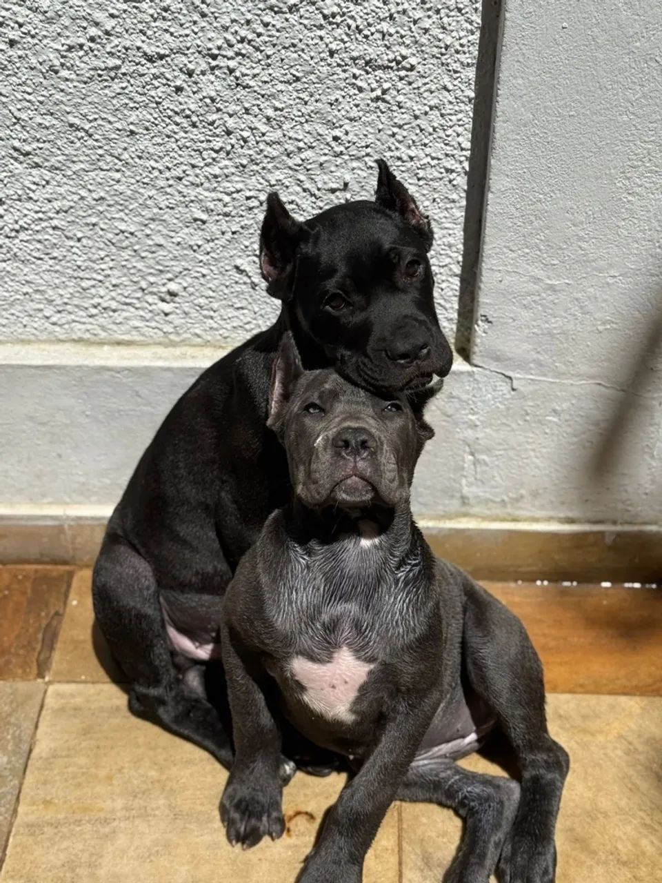 Filhote de Cane Corso 