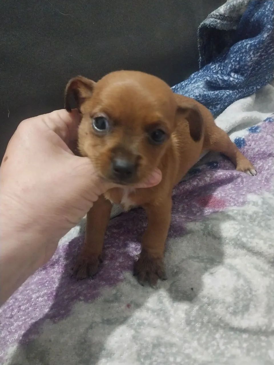 Pinscher  - Foto 5