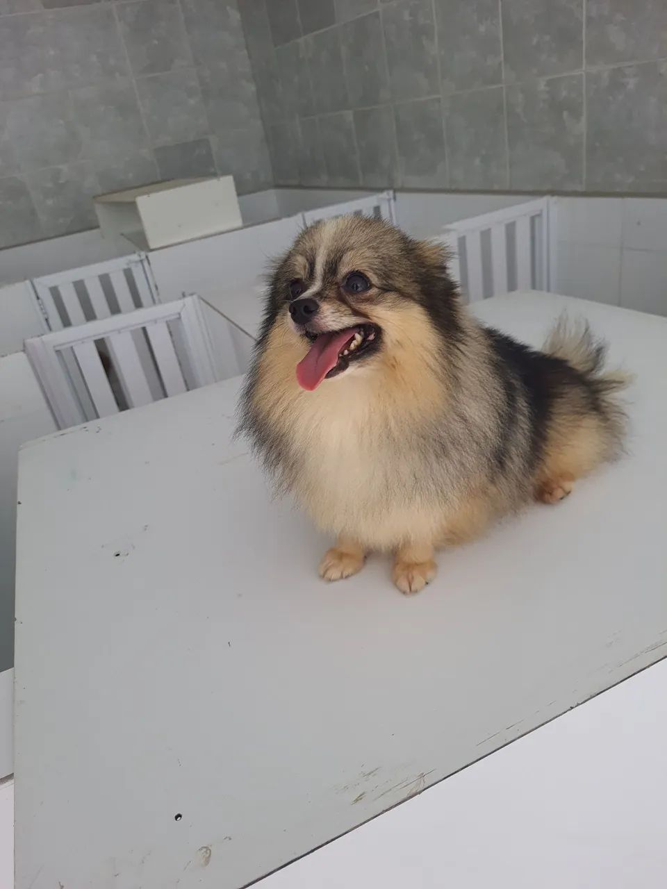 Spitz alemão anão  - Foto 3