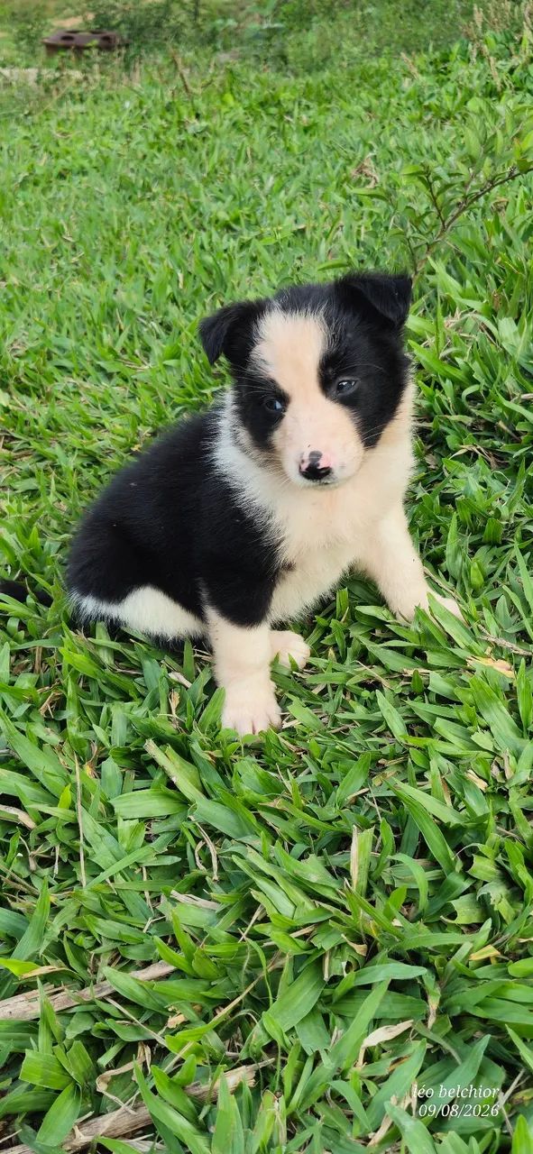 Border collie  - Foto 5