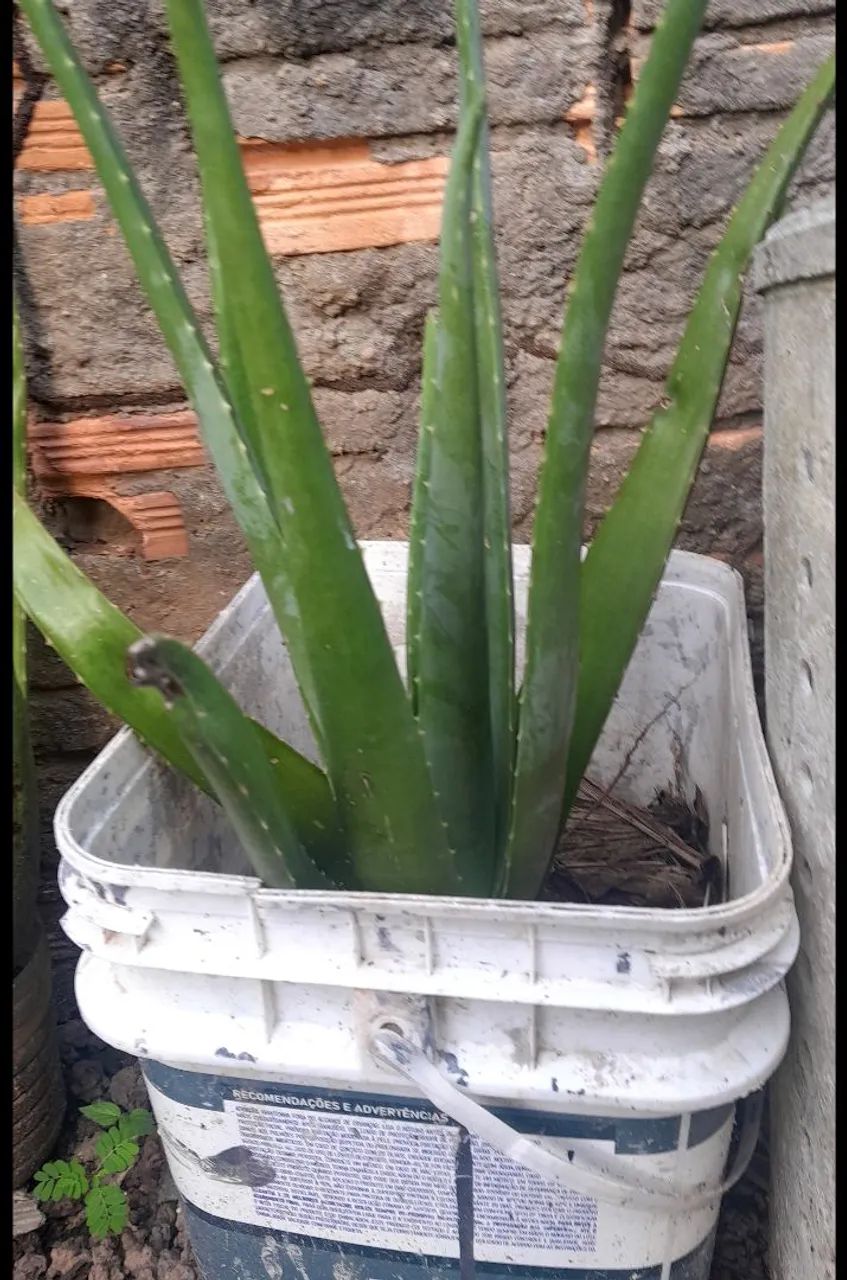 Babosa gigante  - Foto 2