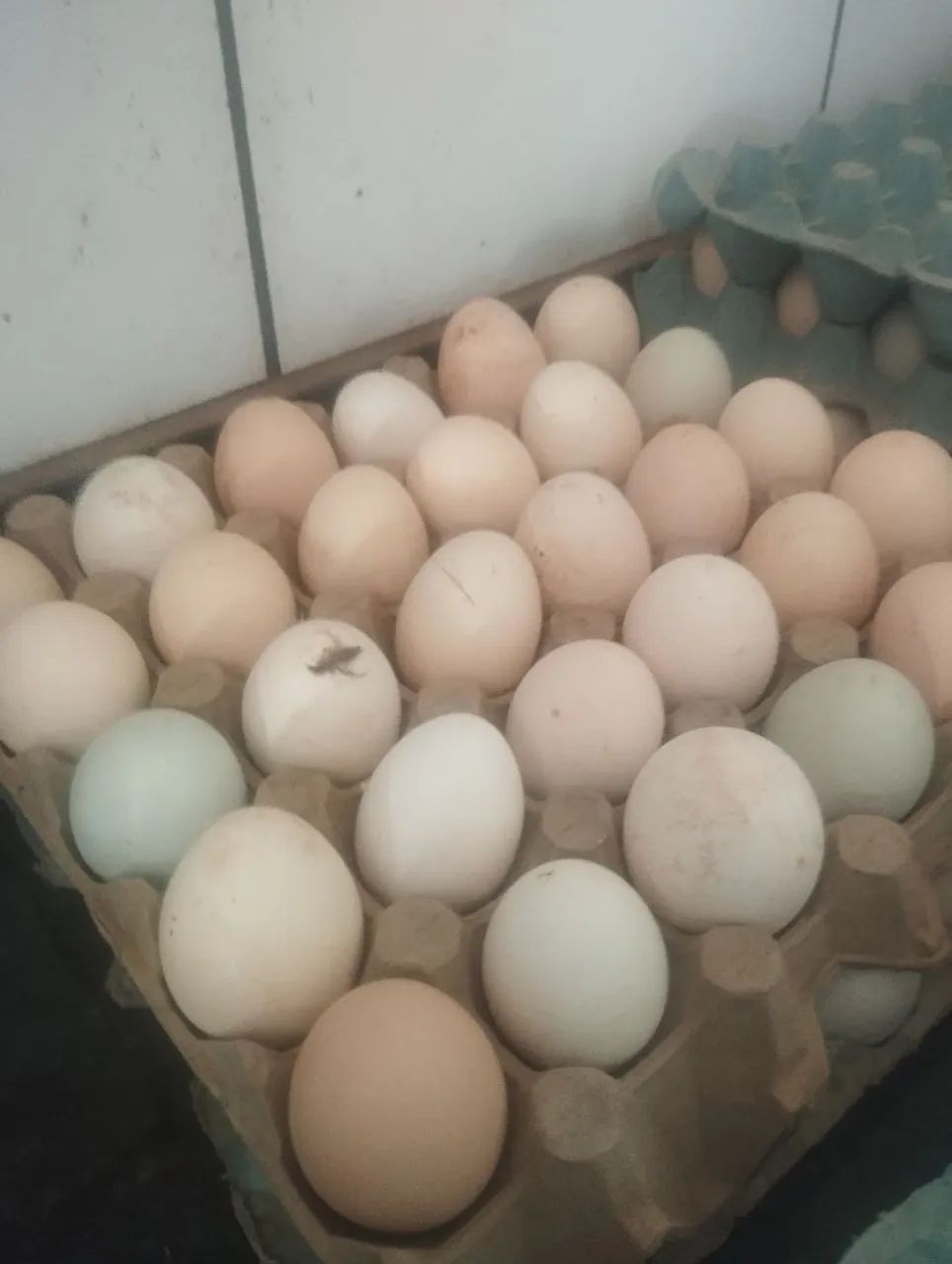 Ovos galados índio gigante com galinha caipira vivem soltas e do tratados no milho 