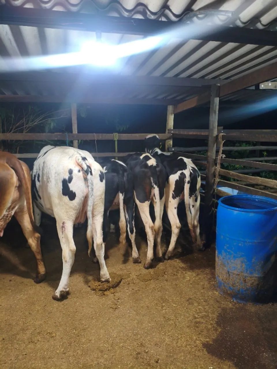 Vacas  - Foto 3