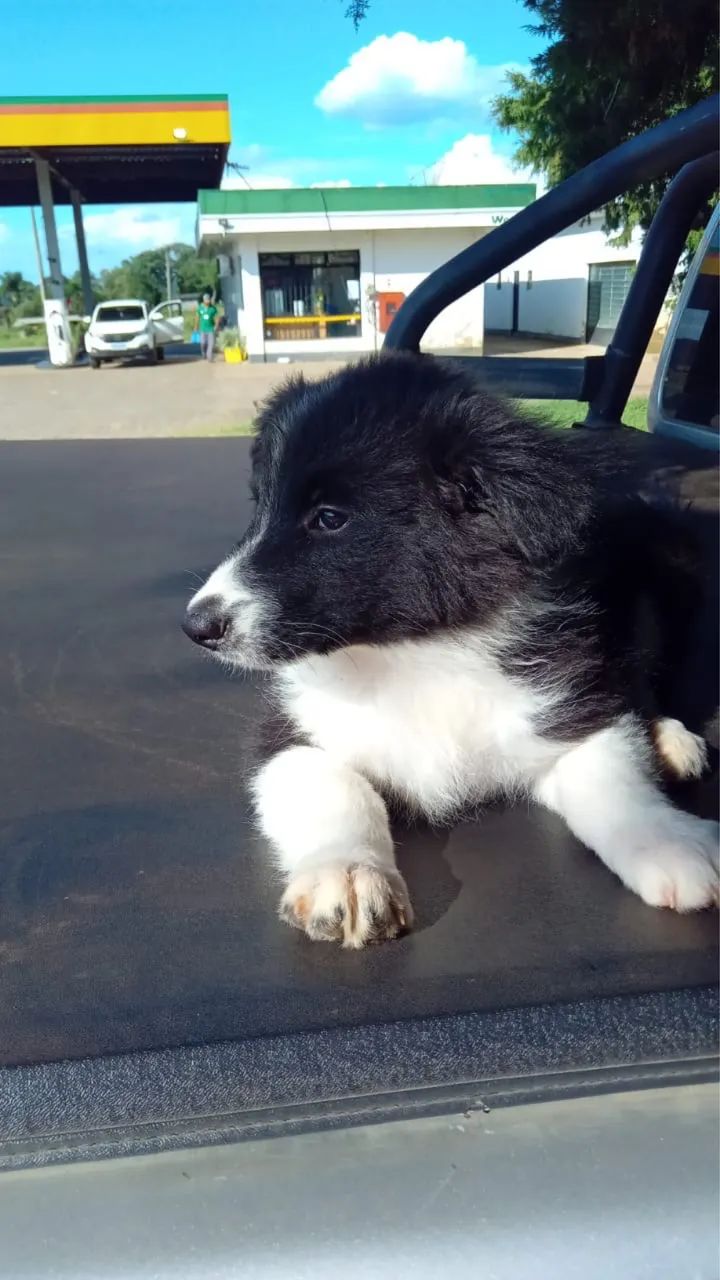 Doacao Border Collie - Foto 3