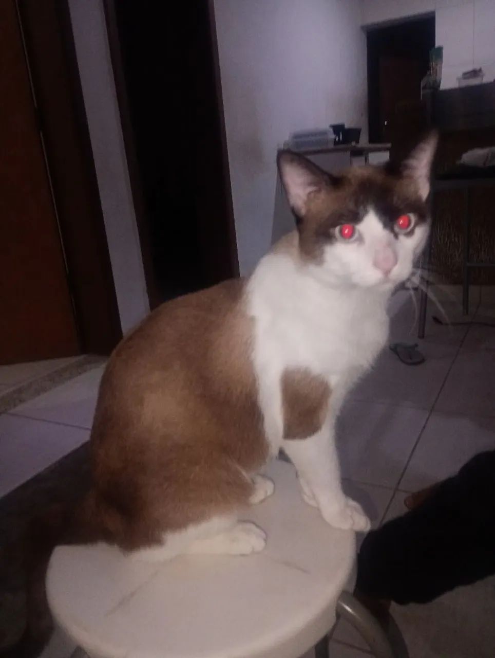 Gato - Foto 3