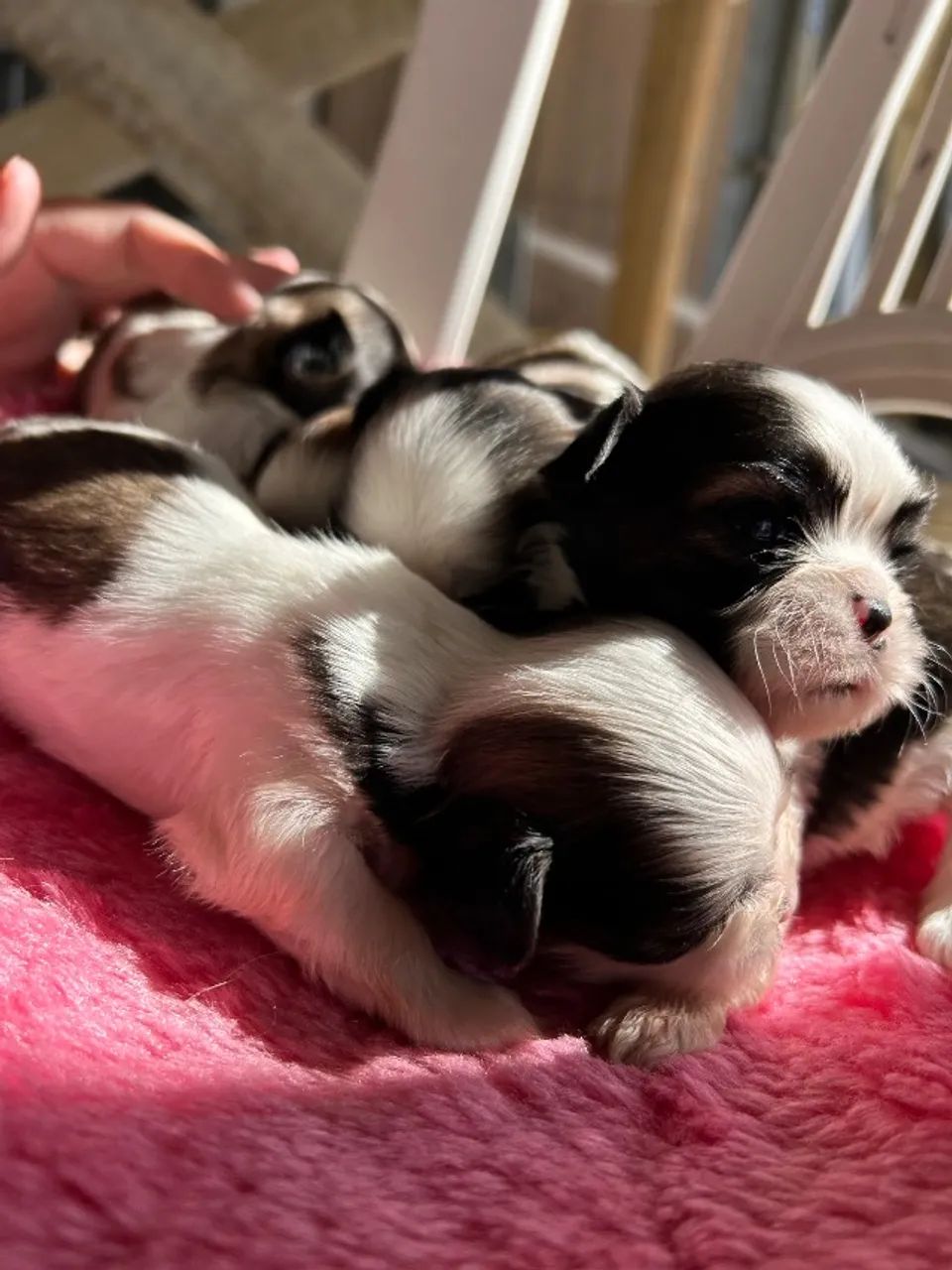 Filhotes shihtzu 