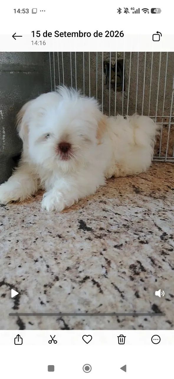 Lindos filhotes de Shitzu  - Foto 2