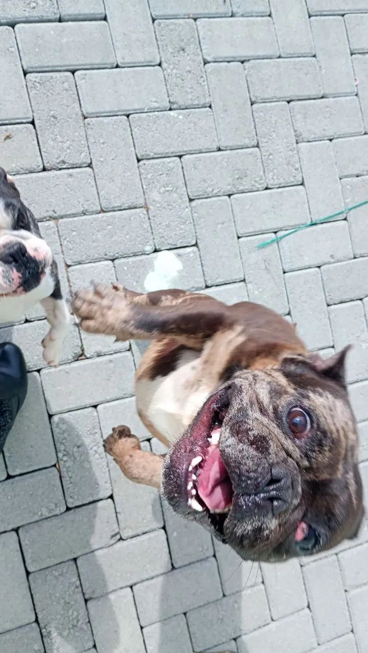 Bulldog francês macho - Foto 2