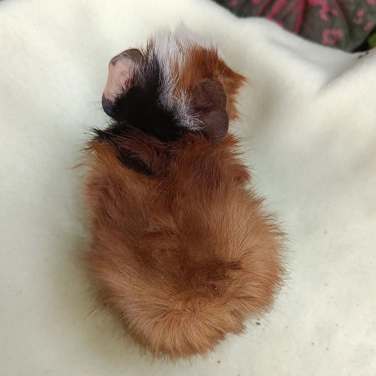 Porquinho da Índia Filhote Macho - Foto 5