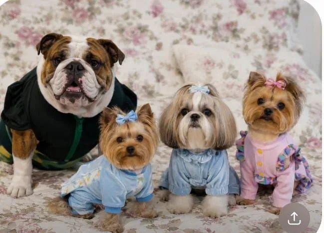 Roupas pra pet - Foto 5
