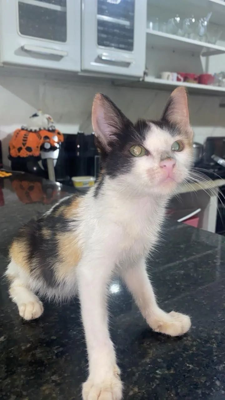 doação  - Foto 2