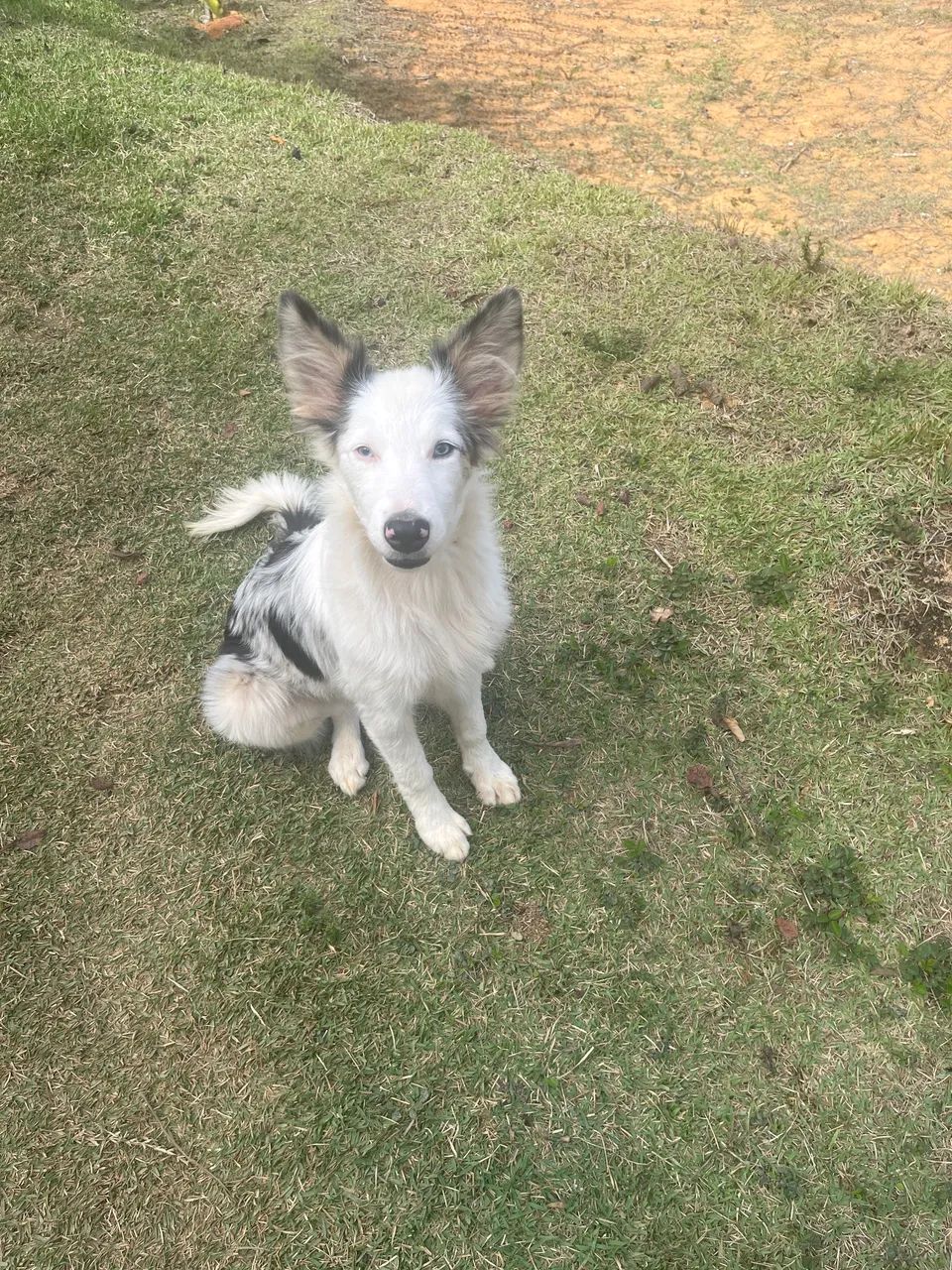 Filhote Boder Colie Merle 