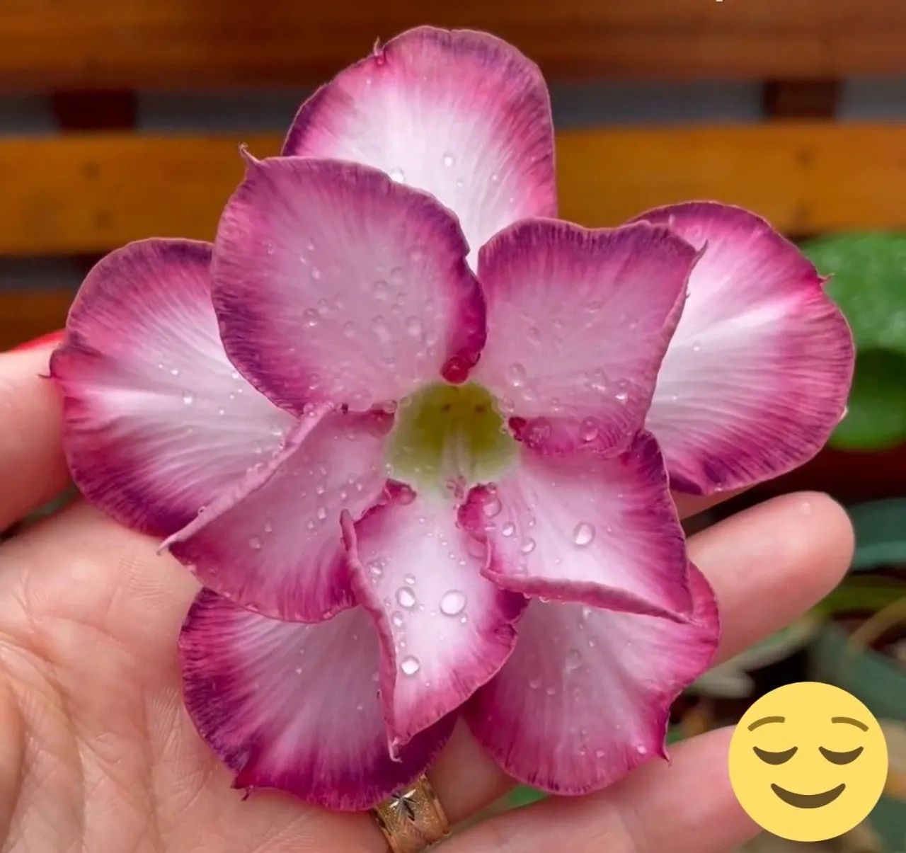 Rosa do deserto de flor roxa e gigante  - Foto 2