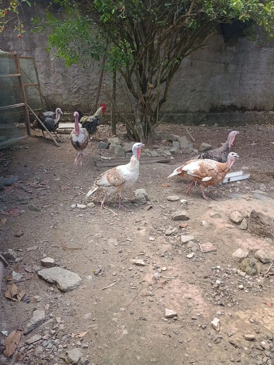 Casal de peru  - Foto 2