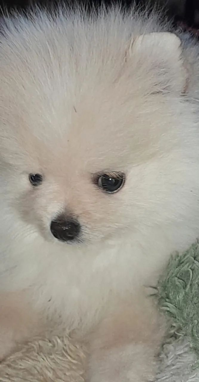 Spitz Alemão  - Foto 5