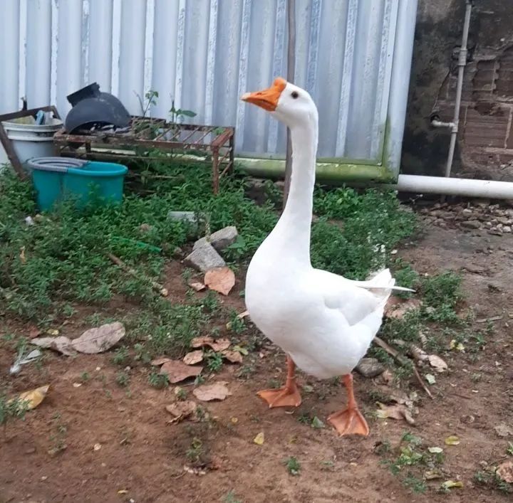Ganso 