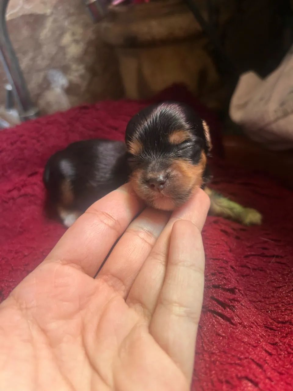 Yorkshire Terrier MACHO - Foto 2