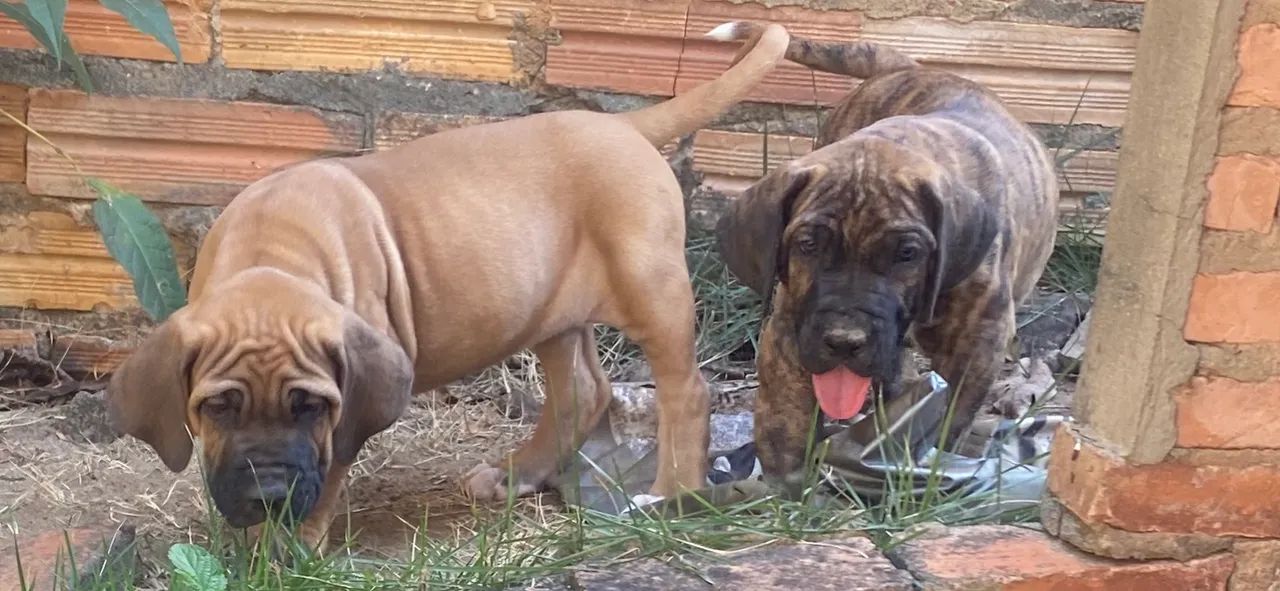 Fila Brasileiro - Foto 4
