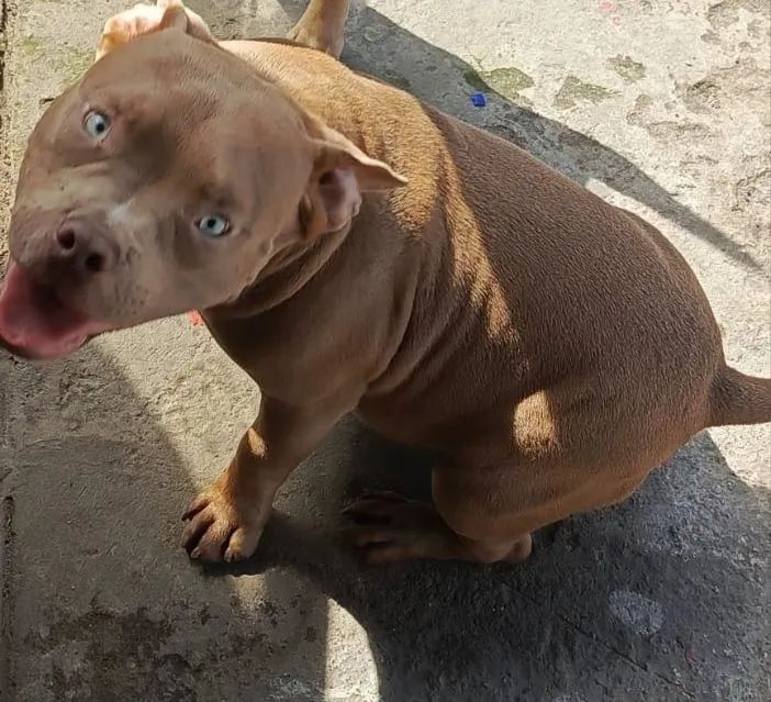 Pitbull American bully - Foto 5