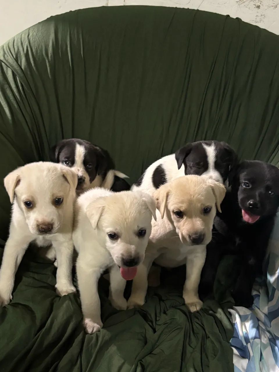 Adoção de cachorrinhos - Foto 2